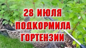 28 июля. Приезжали гости с подарками, подкармливаю гортензии