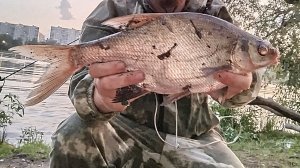 Рыбалка в Марьино фидер!