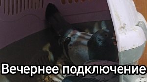 31-07-2025. Вечернее подключение.