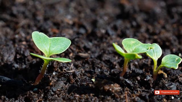 РЕДИС 18 ДНЕЙ - УЛЬТРАСКОРОСПЕЛЫЙ СОЧНЫЙ СОРТ С ОТЛИЧНЫМИ ВКУСОВЫМИ ХАРАКТЕРИСТИКАМИ