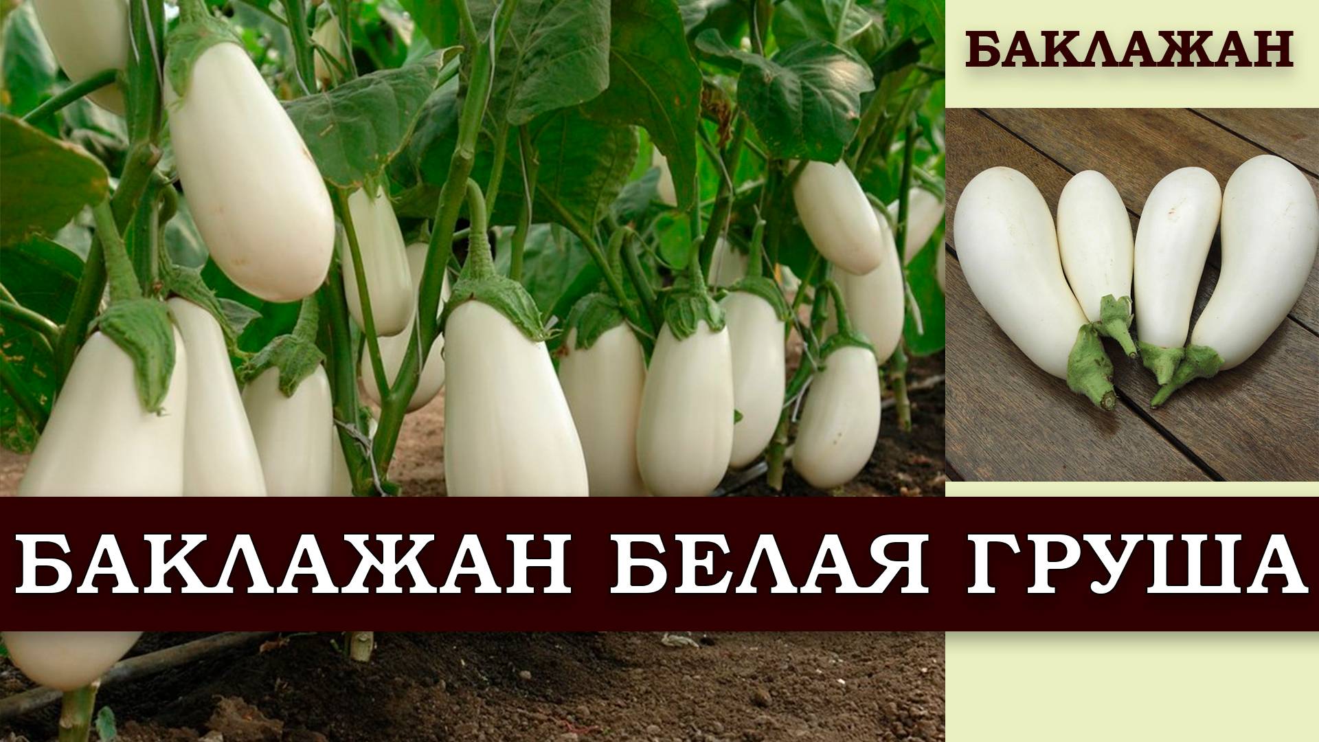 БАКЛАЖАН БЕЛАЯ ГРУША - БЕЛОПЛОДНЫЙ ВЫСОКОУРОЖАЙНЫЙ СРЕДНЕСПЕЛЫЙ СОРТ СО ВКУСОМ ШАМПИНЬЕНОВ смотреть онлайн