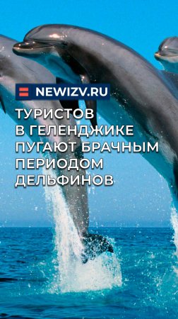 Туристов в Геленджике пугают брачным периодом дельфинов