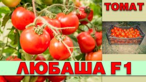 ТОМАТ ЛЮБАША F1 - УЛЬТРАРАННИЙ ШТАМБОВЫЙ УСТОЙЧИВЫЙ К ЗАБОЛЕВАНИЯМ ДЛЯ ТЕПЛИЦ И ОТКРЫТОГО ГРУНТА