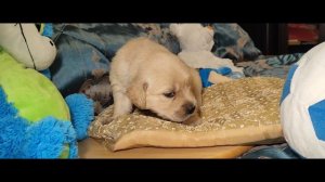 Щенок золотистого ретривера (голдена) девочка розовый ошейник