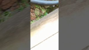 котик  пытается сбежать