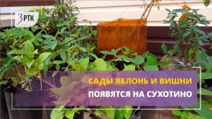 Сады яблонь и вишни появятся на Сухотино