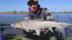 Рыба_амур_на_фидер_тут_хороший_клёв_сазана_и_карася