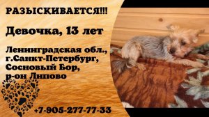Пропала собака! Девочка, 13 лет. Ленинградская обл., г.Санкт-Петербург.