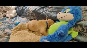 Щенок золотистого ретривера (голдена) мальчик синий ошейник