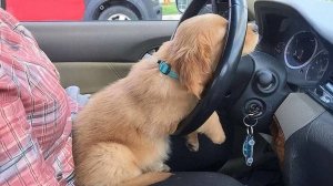 Новые ВЕСЕЛЫЕ ЩЕНКИ 2025 года заставят вас смеяться до упаду😂