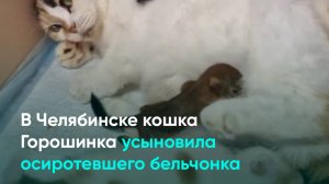 В Челябинске кошка Горошинка усыновила осиротевшего бельчонка