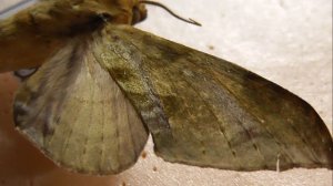 БРАЖНИКИ: 412. Chloroclanis virescens