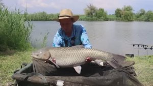 Белый_амур_и_карась_на_флэт_фидер_рыбалка_летом_2025