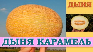 ДЫНЯ КАРАМЕЛЬ - СКОРОСПЕЛЫЙ УСТОЙЧИВЫЙ К ПЕРЕУВЛАЖНЕНИЮ ПОЧВЫ СОРТ