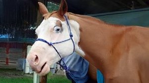 Этих глупых лошадок невозможно не заметить! — Самые смешные видео о животных