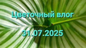 334. Цветочный влог 31.07.2025.