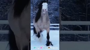 ОКОЛДУЙ МЕНЯ, ЕСЛИ ХВАТИТ СИЛ...
