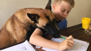 Думаешь, малинуа — это просто бизнес... Пока не наступили эти глупые моменты! 😂Забавные бельгийские