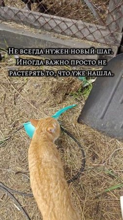 Будни женщины с хозяйством и характером