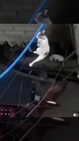 У котеек не бывает невыполнимых миссий.