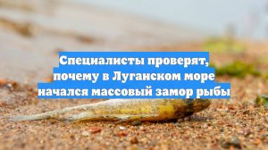 Специалисты проверят, почему в Луганском море начался массовый замор рыбы