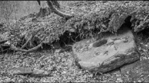 Странный камень в глухом лесу