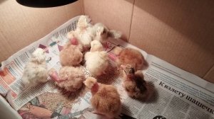 Урааааа! Мы вылупились)))