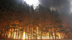 Природный пожар охватил земли лесного фонда в Унцукульском районе Дагестана