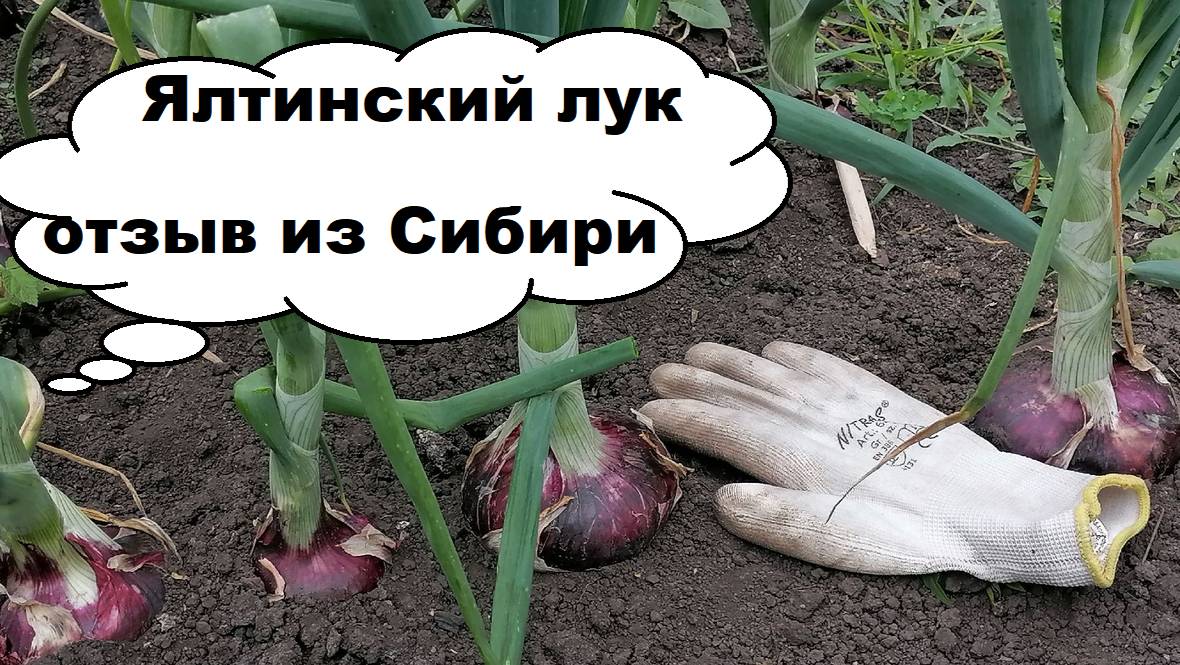 Ялтинский лук красный. Стоит ли выращивать? Отзыв с сибирской грядки