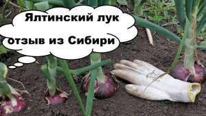 Ялтинский лук красный. Стоит ли выращивать? Отзыв с сибирской грядки