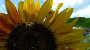 Пересорт подсолнечника