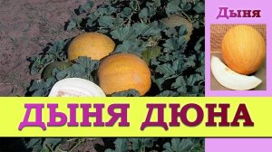 Дыня Дюна - раннеспелый сорт устойчив к перепадам температур
