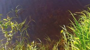 Красивая летняя природа. ( Под звуки флейты)