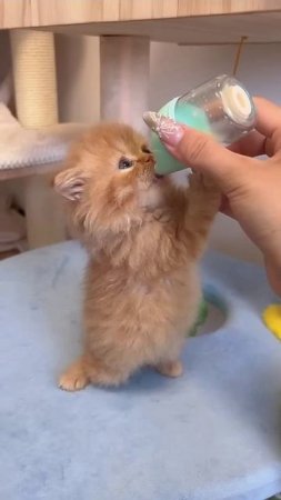 Проголодался, маленький.