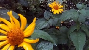 Природа после дождя. Пение птиц.