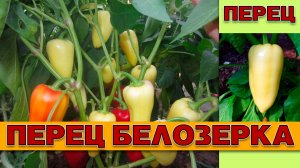ПЕРЕЦ БЕЛОЗЕРКА - НЕТРЕБОВАТЕЛЬНЫЙ ПОПУЛЯРНЫЙ УСТОЙЧИВЫЙ К ЗАБОЛЕВАНИЯМ СОРТ ДЛЯ ОТКРЫТОГО ГРУНТА