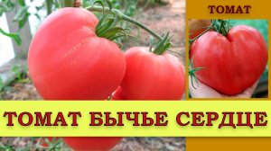 Томат БЫЧЬЕ СЕРДЦЕ - СОЧНЫЙ, КРУПНОПЛОДНЫЙ позднеспелый СОРТ, ПОПУЛЯРНЫЙ СРЕДИ ДАЧНИКОВ
