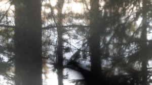 Koga Ninja meditation 12 by Transient Z Eerie