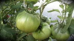 Обзор помидор 27 июля 2025 год