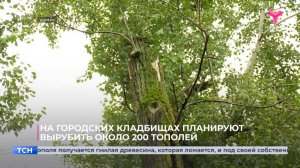 На городских кладбищах планируют вырубить около 200 тополей