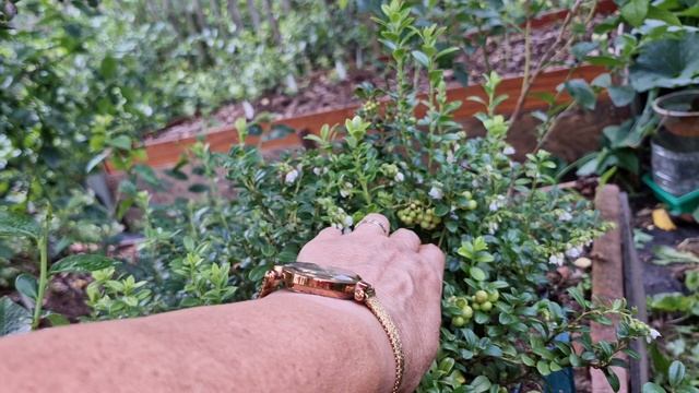 Сорт голубики Рубел урожай 2025г. смотреть онлайн