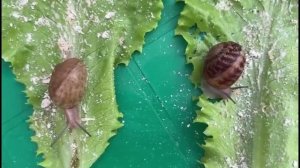 1 тур соревнований среди улиточек Мюллер