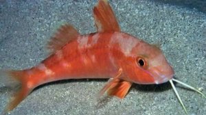 ОБИТАТЕЛИ ЧЕРНОГО МОРЯ: Любимая рыбка султанов