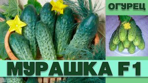ОГУРЕЦ МУРАШКА F1 - РАННЕСПЕЛЫЙ САМООПЫЛЯЕМЫЙ ГИБРИД