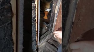 video5213249046394728853