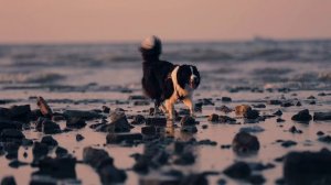 SUMMER 2025 BORDER COLLIE