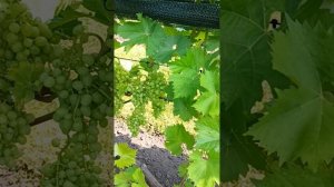 ВИНОГРАД НА 31 ИЮЛЯ