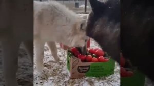 Витамины нужны волкам.