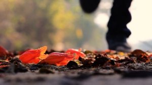 3617005-hd_1920_1080_24fps