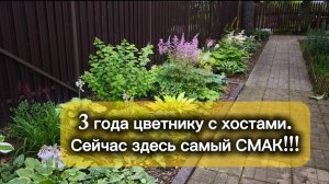 Третье лето хостарию у Вовы. Обзор с сортами.